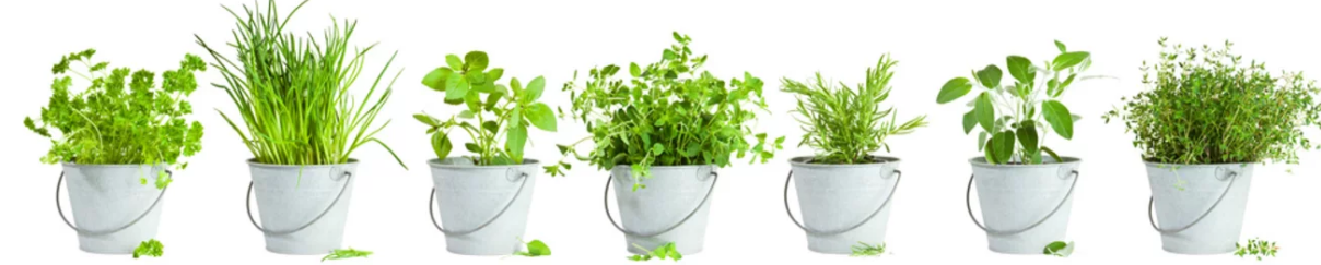 herbs 5